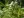 Close-up of Slender Leaved Mountainmint