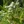 Close-up of Slender Leaved Mountainmint