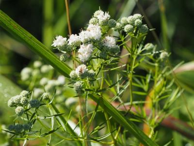 Close-up of Slender Leaved Mountainmint