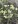 Close-up of False Boneset