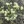 Close-up of False Boneset