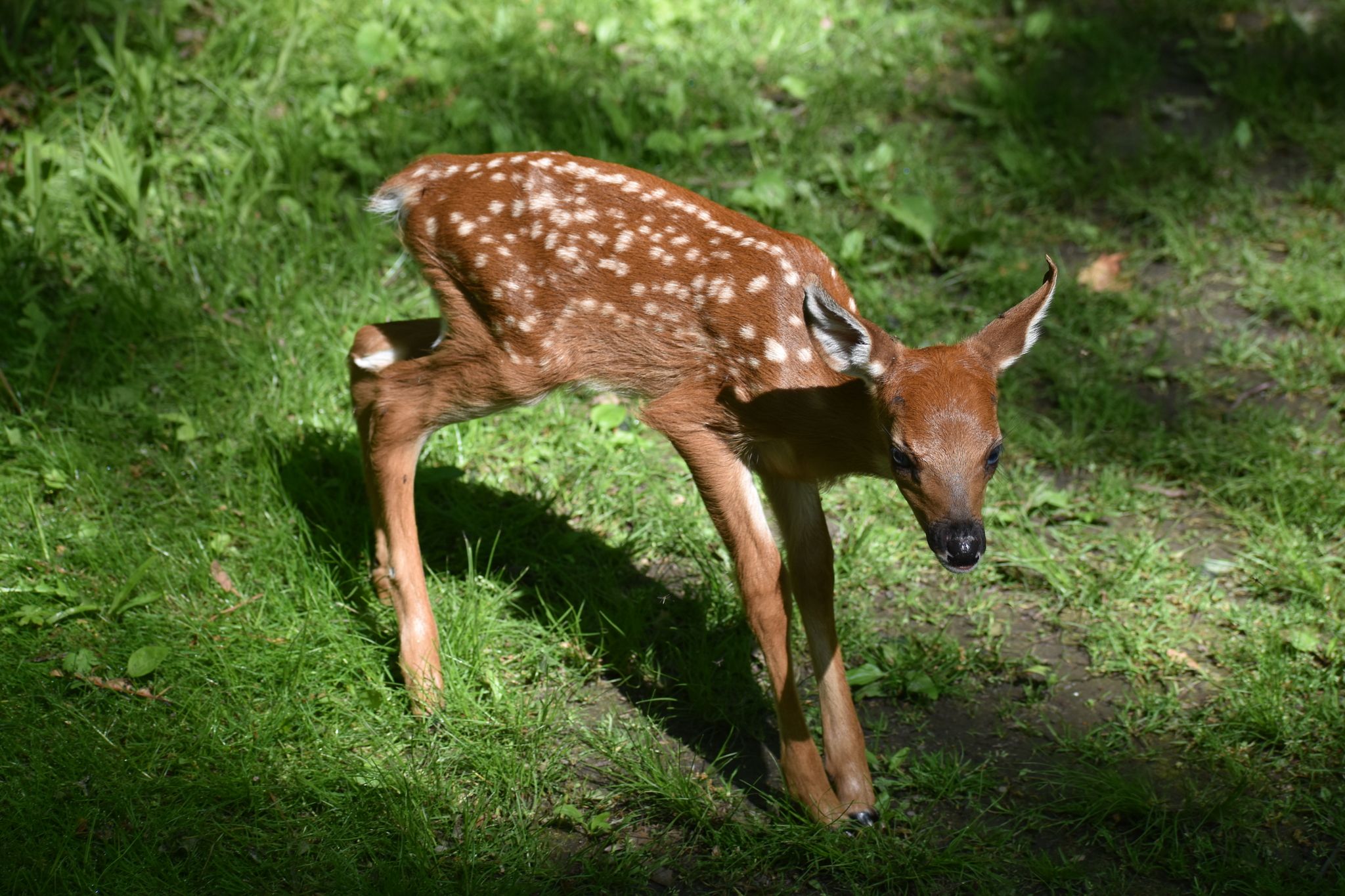 Young white-tailed deer in a grassy area.