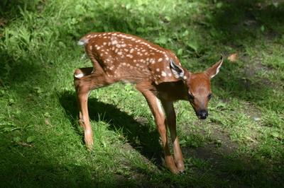 Young white-tailed deer in a grassy area.
