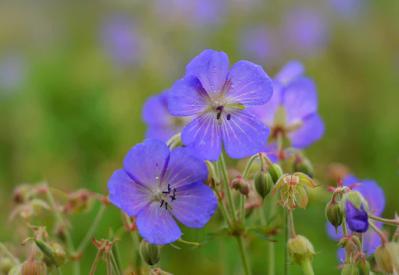 wild geranium