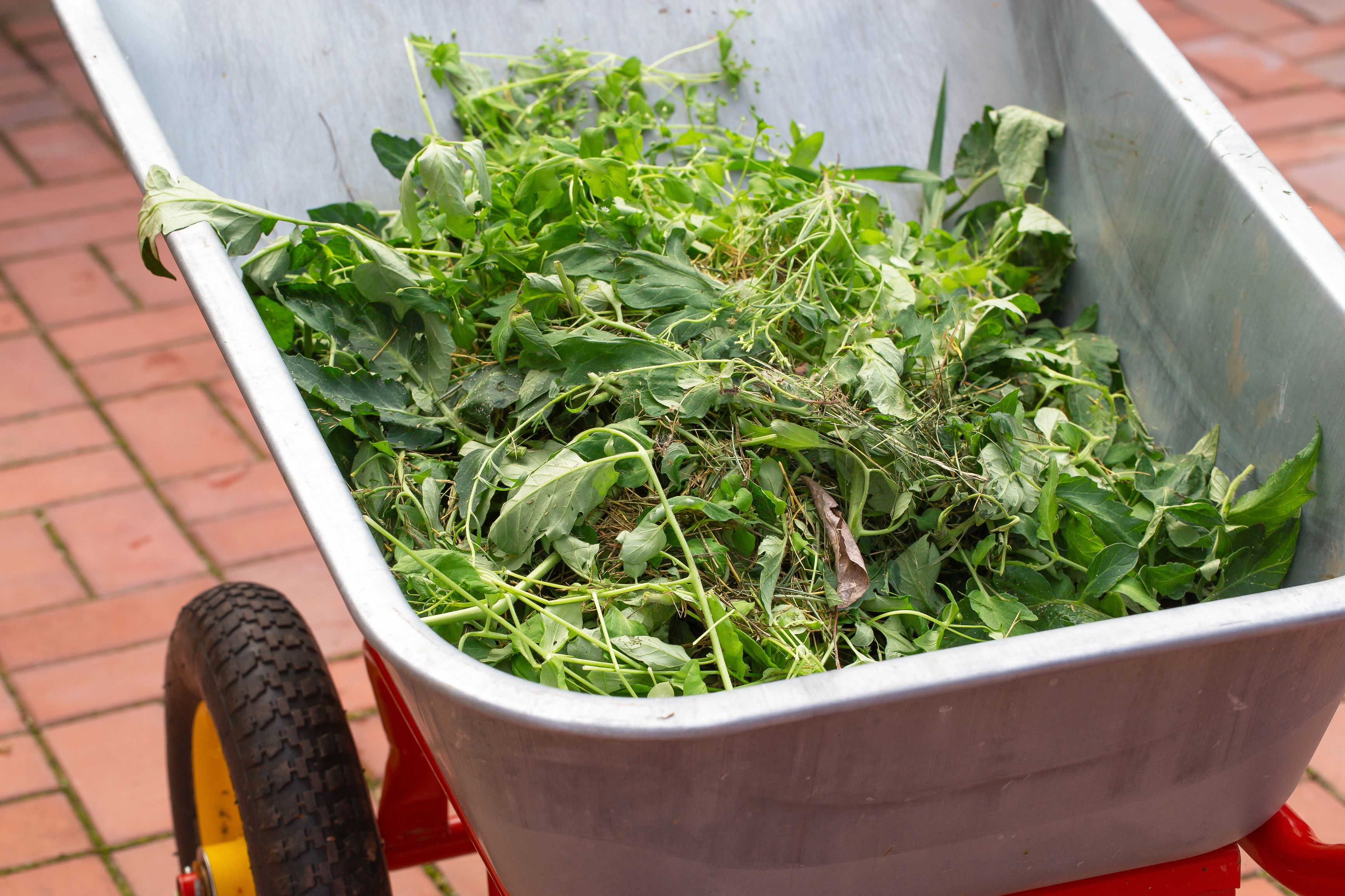 Wheelbarrow filled with weeds. Garden metal cart with grass. Сoncept weeding, cleaning the grass