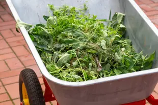 Wheelbarrow filled with weeds. Garden metal cart with grass. Сoncept weeding, cleaning the grass