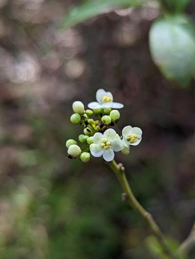 Close-up of Inkberry