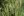 Close-up of Fringed Brome