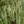 Close-up of Fringed Brome
