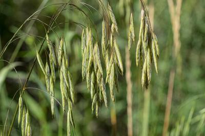Close-up of Fringed Brome
