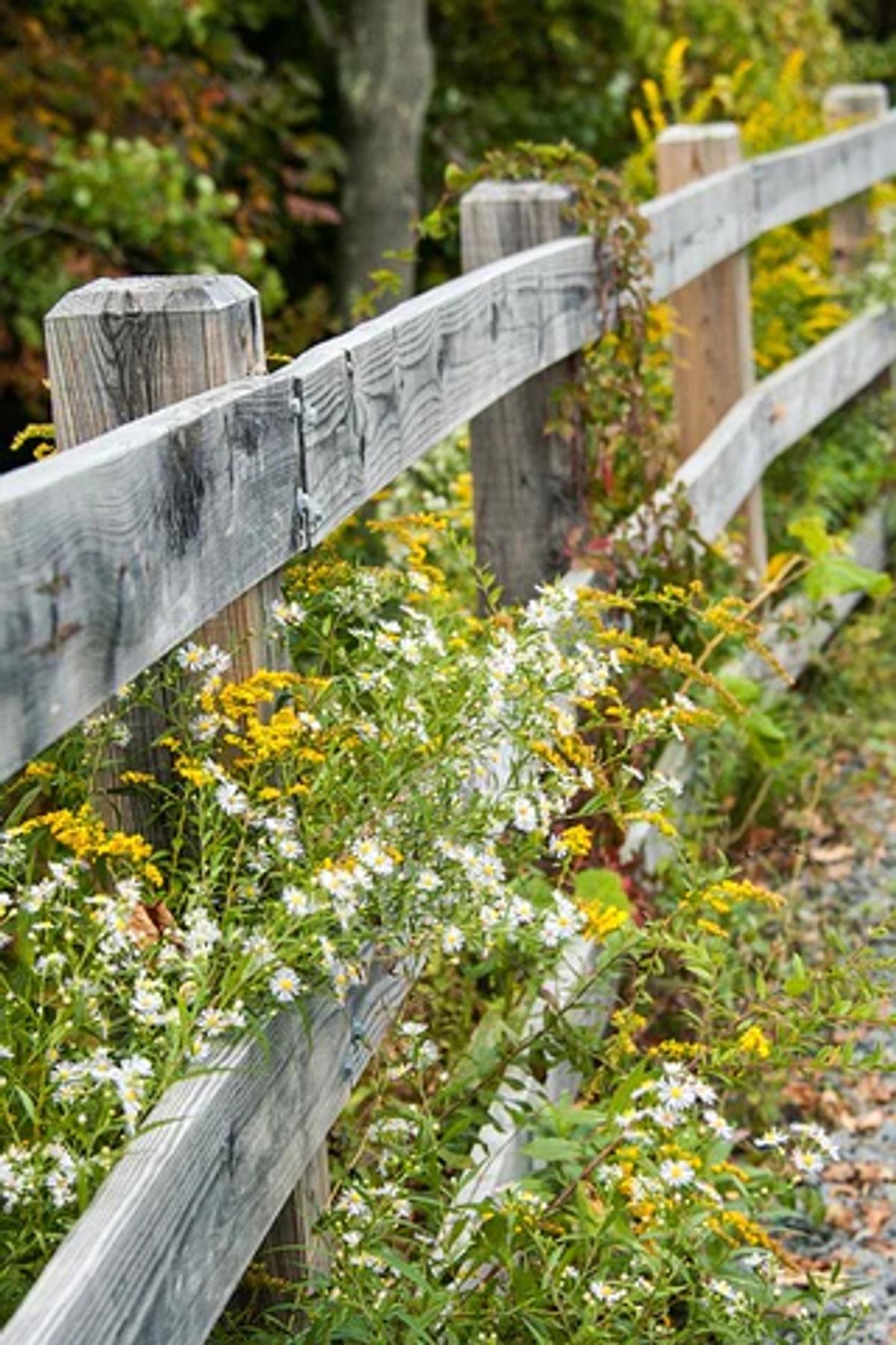 fence line with wildflowers
