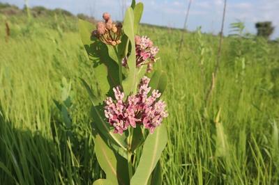 Close-up of Prairie Milkweed