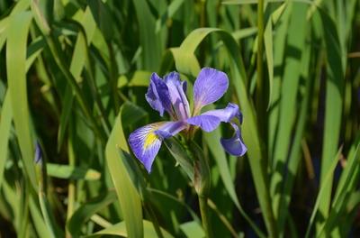 Close-up of Southern Blue Flag Iris