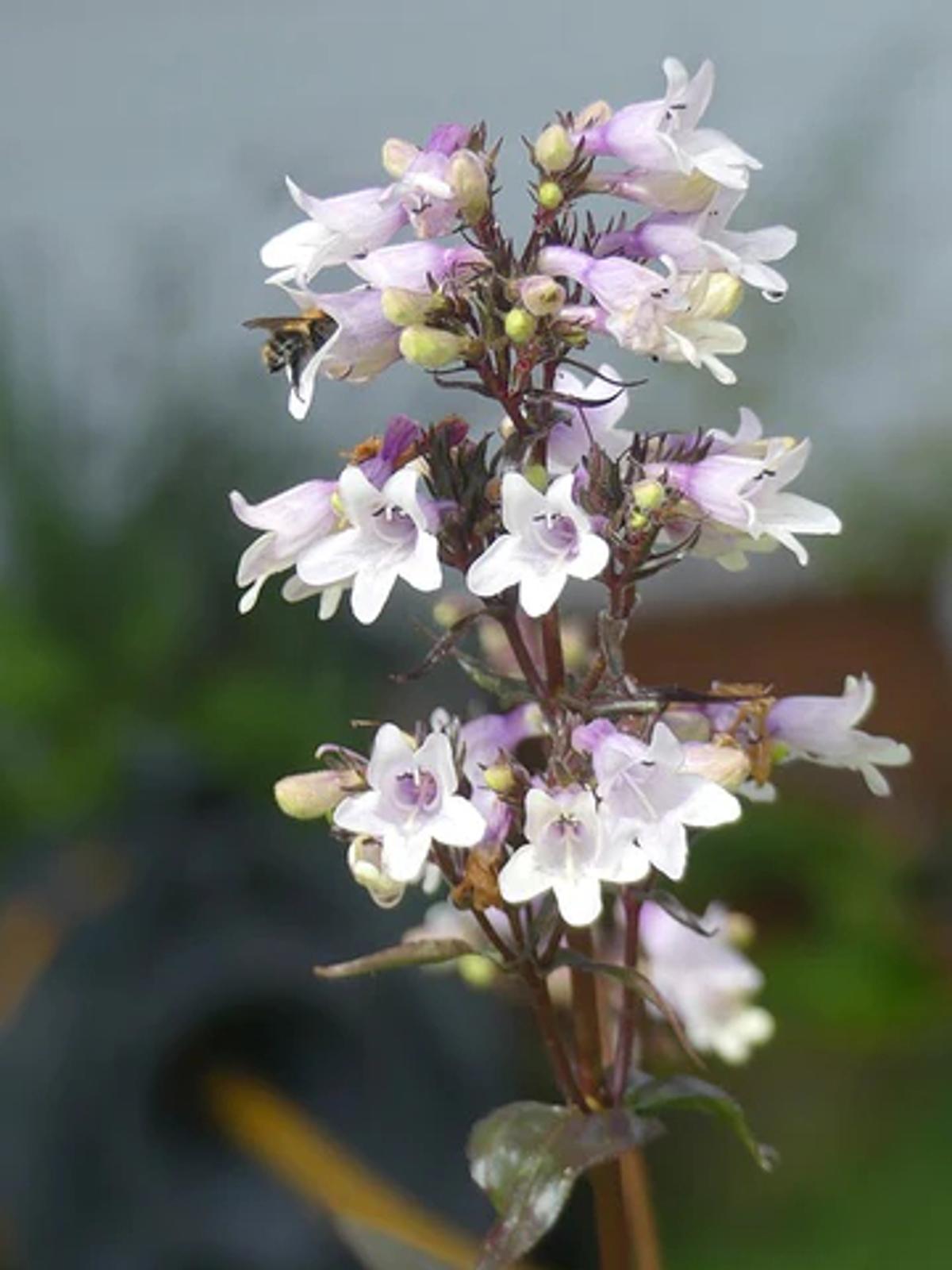 penstemon flowers with a bee