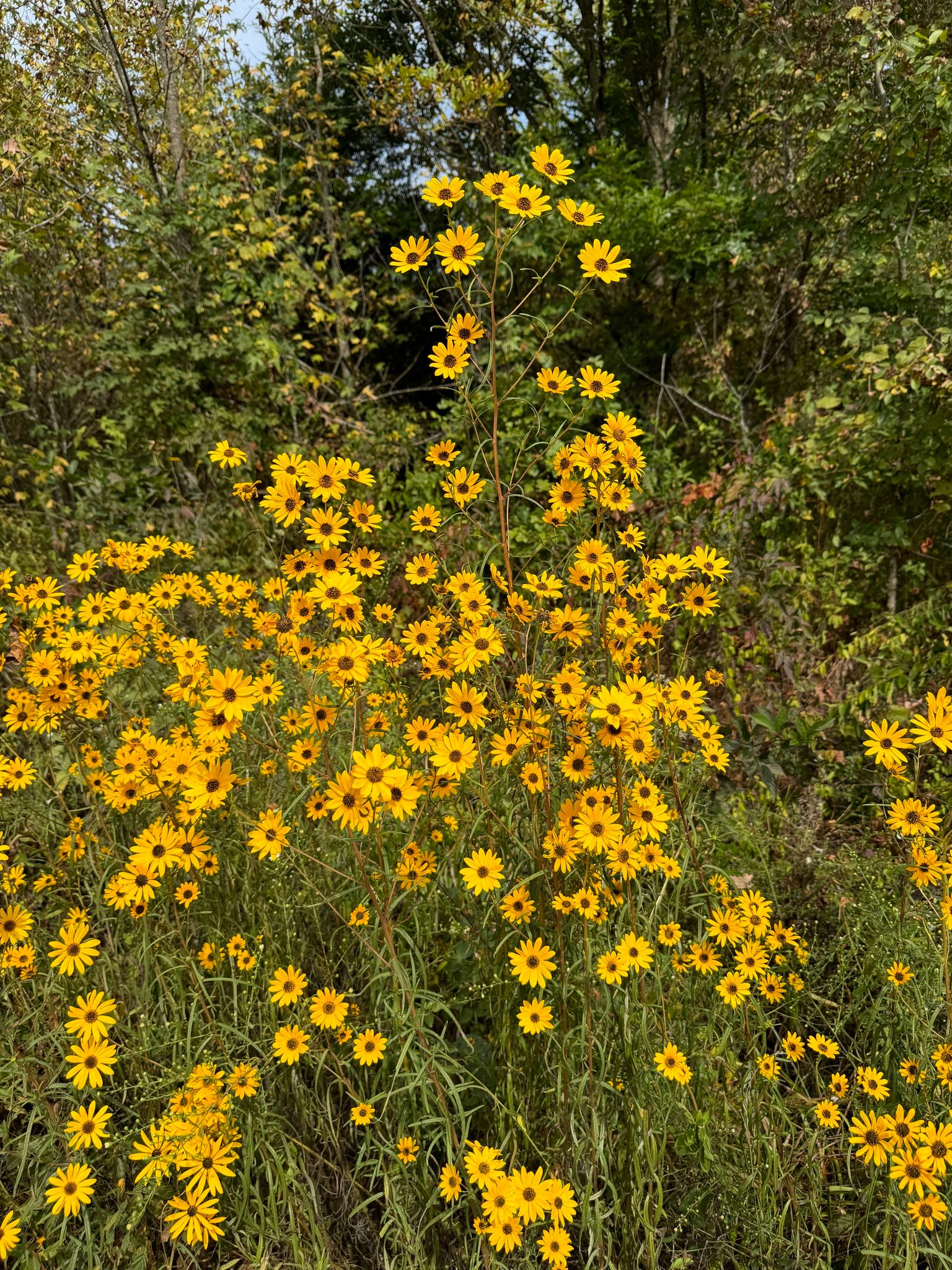 Close-up of Narrowleaf Sunflower