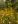 Close-up of Narrowleaf Sunflower