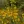 Close-up of Narrowleaf Sunflower