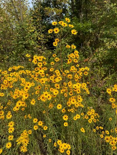 Close-up of Narrowleaf Sunflower