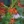 Close-up of Royal Catchfly