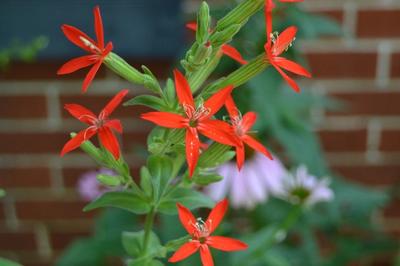 Close-up of Royal Catchfly