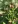 Close-up of Early Figwort