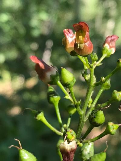 Close-up of Early Figwort