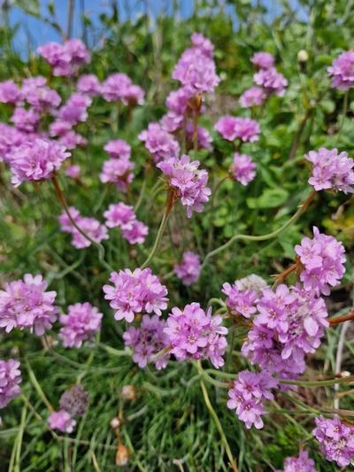 Close-up of Sea Thrift