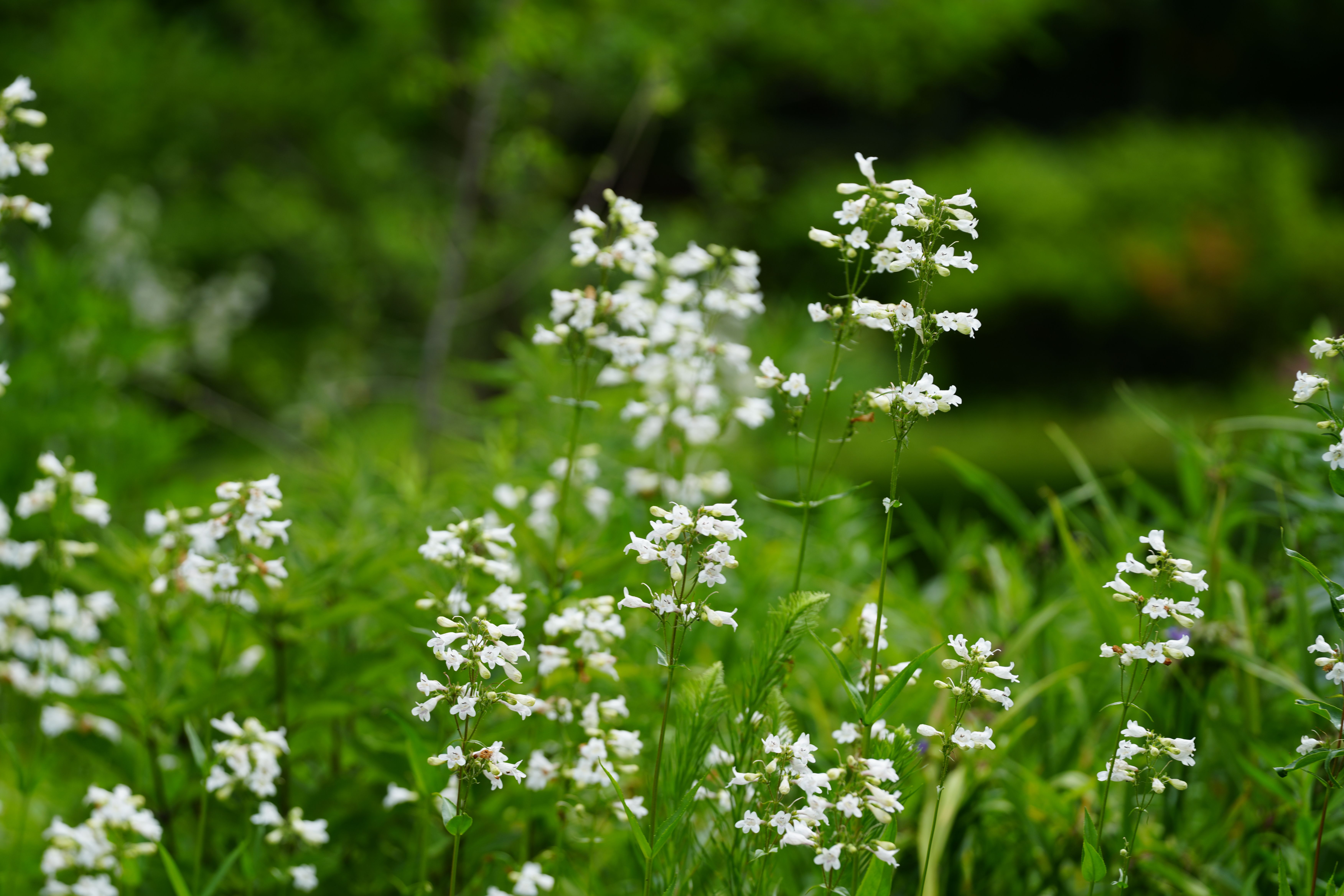 White planted flower contrasting a dark green background of healthy and vibrant foliage. 
