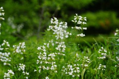 White planted flower contrasting a dark green background of healthy and vibrant foliage.