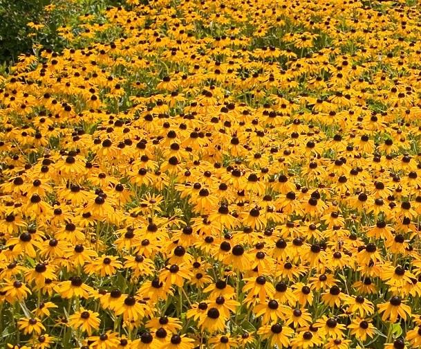 Close-up of Black-Eyed Susan ‘Goldsturm’