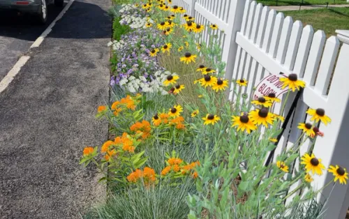a planting design along a fence and path
