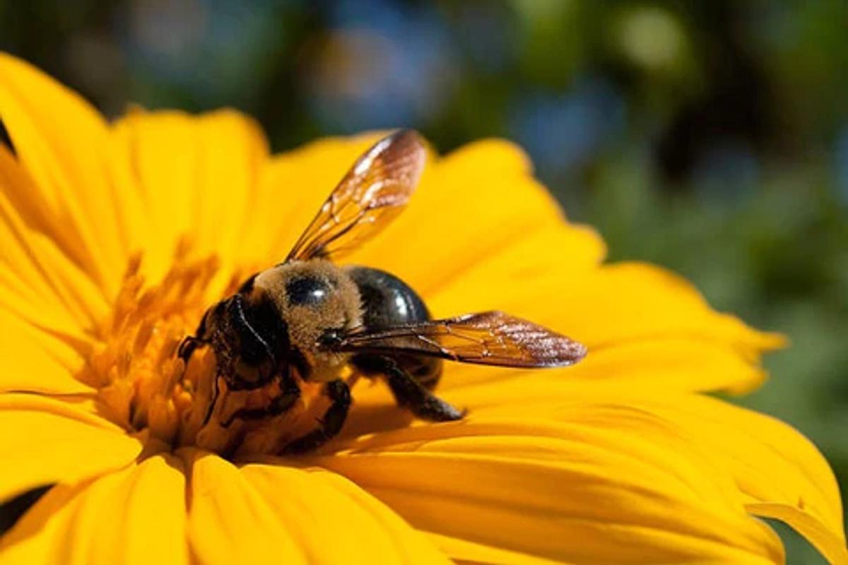 large carpenter bee on yellow flower