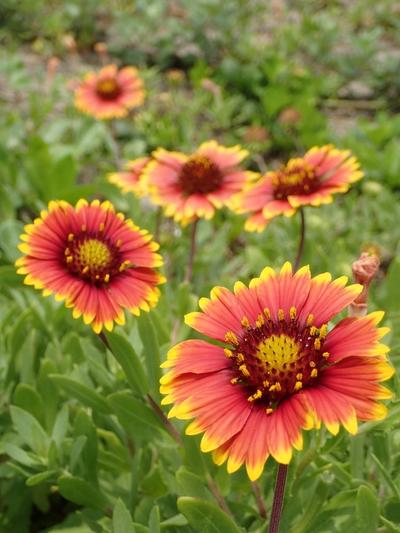 Close-up of Indian Blanket