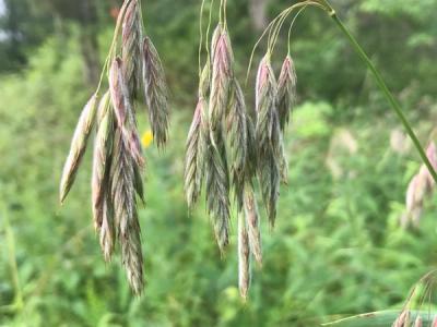 Close-up of Prairie Brome