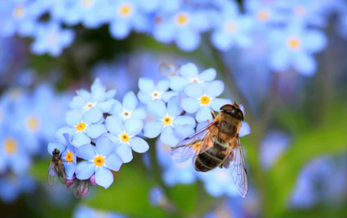 a bee on light blue flowers