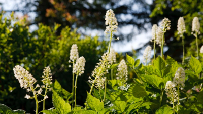white baneberry flowers