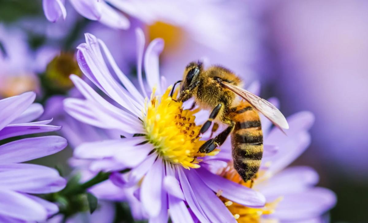 a bee on an aster flower