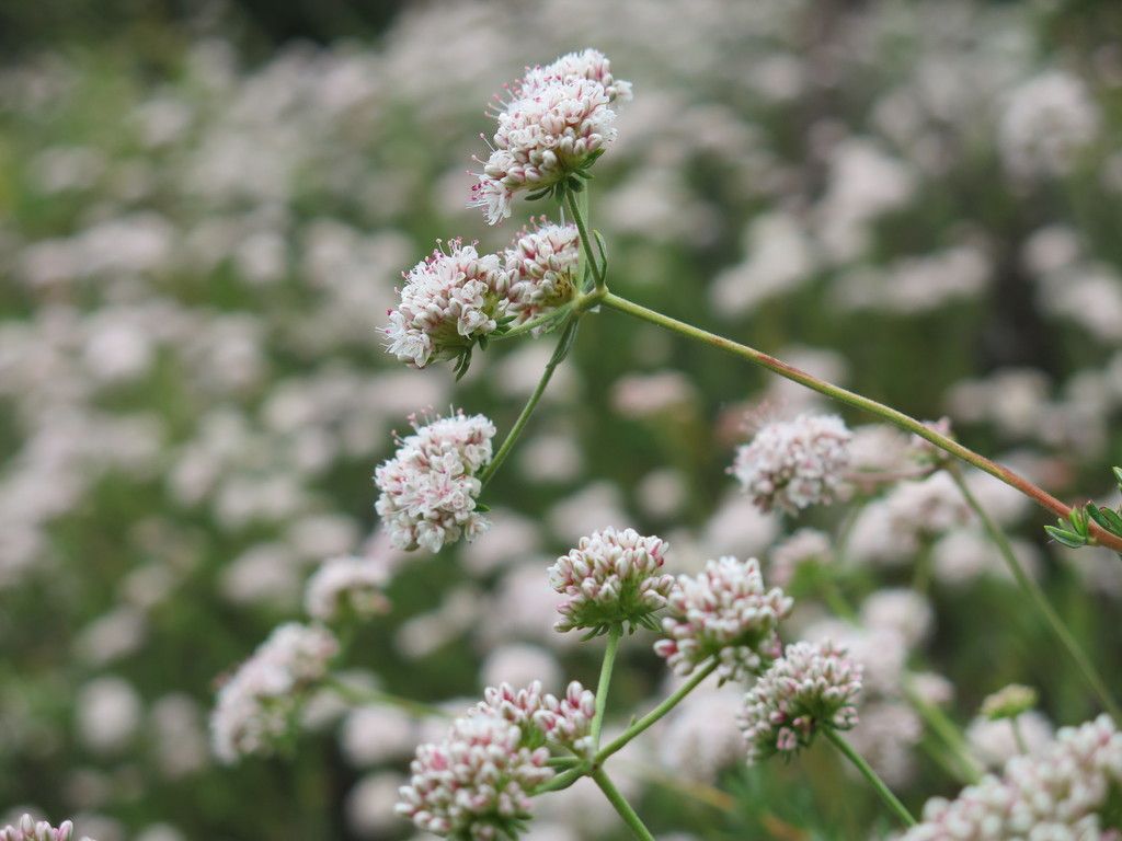 California Buckwheat in bloom