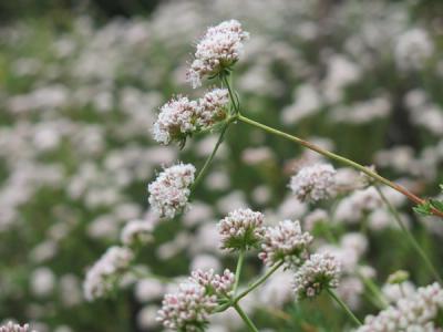 California Buckwheat in bloom