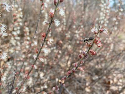 Close-up of Prairie Willow