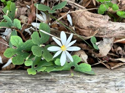 Close-up of Bloodroot