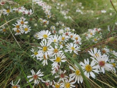 Close-up of Heath Aster