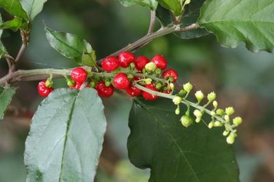 Close-up of Pigeonberry