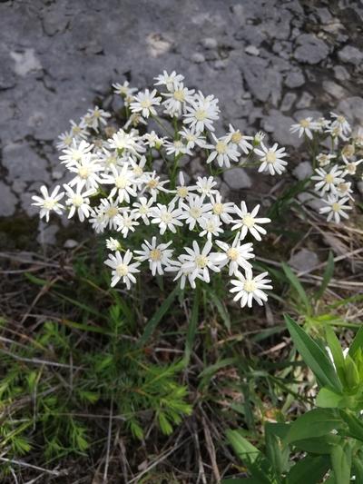 Close-up of Upland White Goldenrod