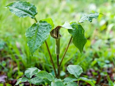 Close-up of Jack in the Pulpit