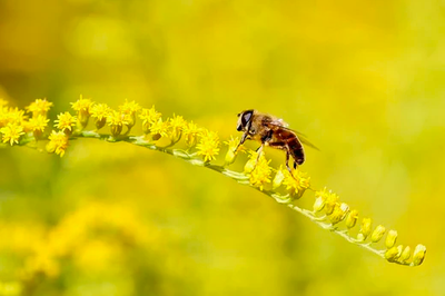 fly on goldenrod