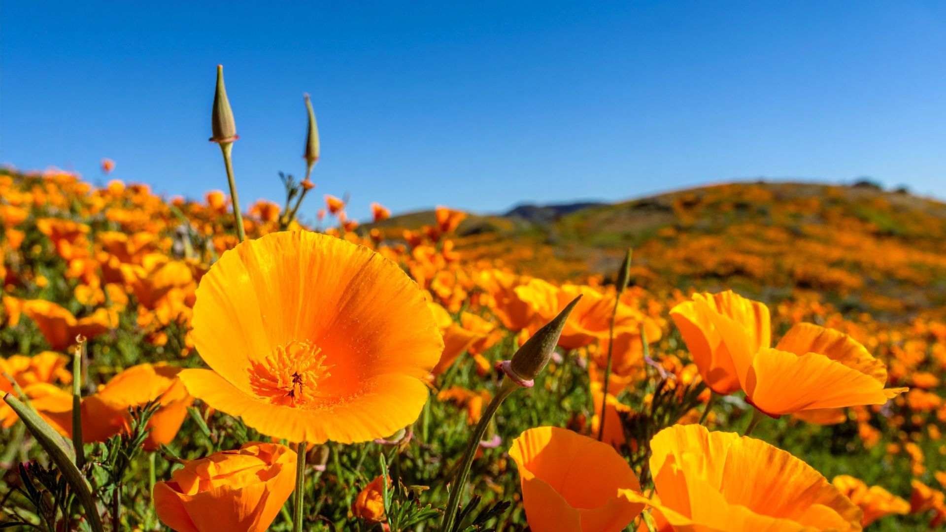 California Poppies in Bloom