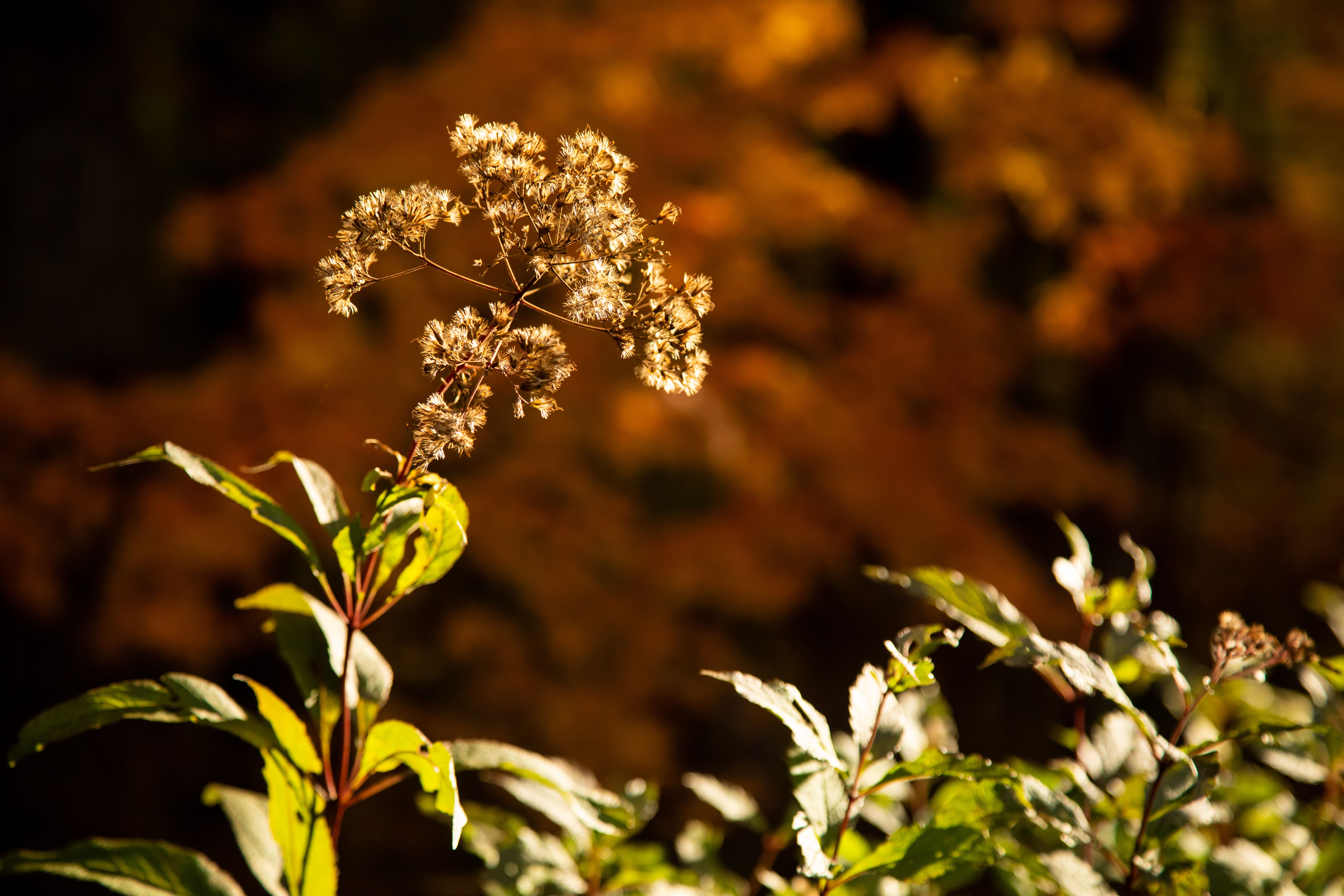A flower cluster in the autumn goldenhour lighting. 