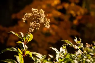 A flower cluster in the autumn goldenhour lighting.