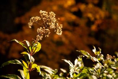 A flower cluster in the autumn goldenhour lighting.